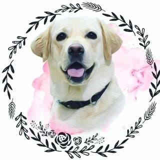 "ROXY" TheCuteLab 🐕🐾💗