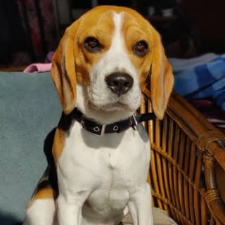 BRU THE BEAGLE