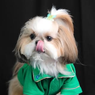 Phiphi | Female Shihtzu | Pet Influencer