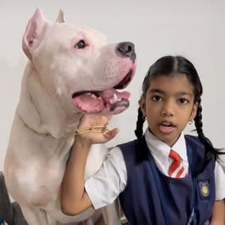 Captain The Dogo Argentino