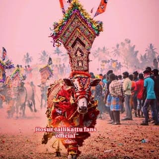 Hosur Jallikattu fans official