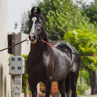 Horse World