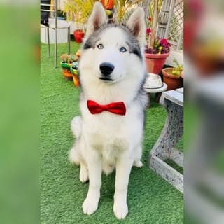 I’m Gabru 🐾🧿🐩