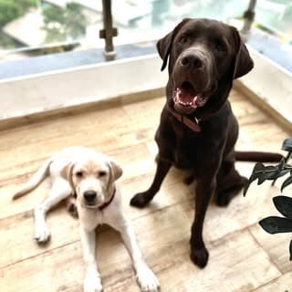 Coco and Biscuit