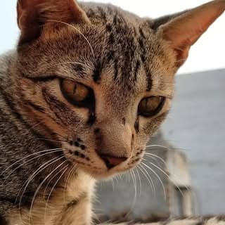 Bella The Cat