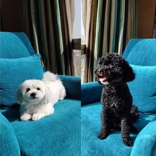 Fluffy & Dory
