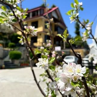 Deodar Cottage | A Boutique Bed & Breakfast