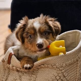 Dogymagazineโข