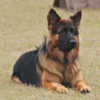 DOGS CLUB JAMMU