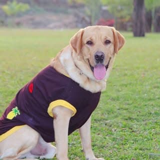 Bravo The Labrador 🐶