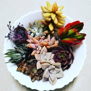 succulents of India🇮🇳 🌵🌵