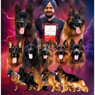 Engineers KennelK9