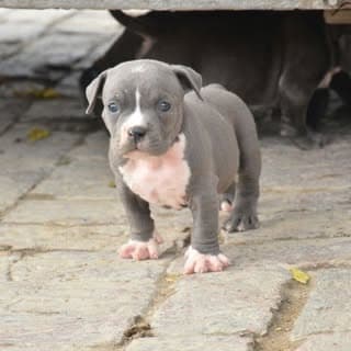 Dogs Lover