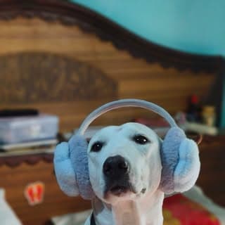 Ellie The Indian Bully