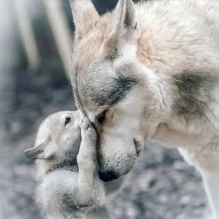 Wolf Lover