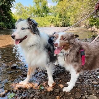 Harley & Hayden the Aussies
