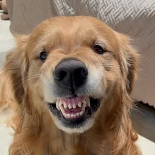 Simba Jhajj | Golden Retriever