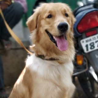 Pets of Pune ๐ฎ๐ณ