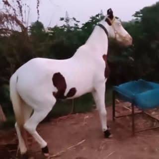 Manoj Patel