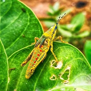 thrilling_nature2447