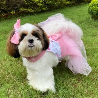 Olive_Shihtzu