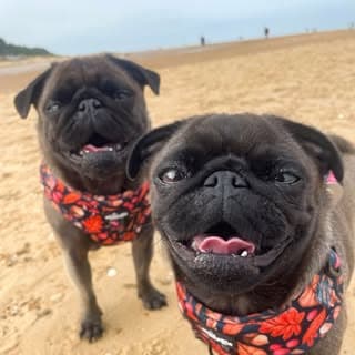Norris and Edna The squishy