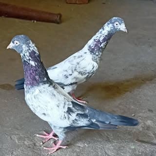❤️saharanpuri pegion❤️