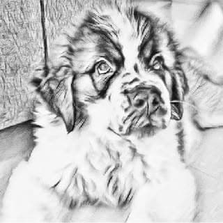 Simba the saint Bernard