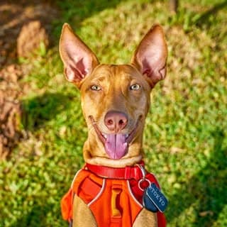 ๐ป๐๐๐๐ - Dog Friendly Travels ๐จ๐ฆ๐ฎ๐ณ