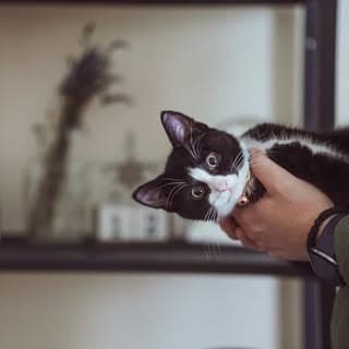 Tommy (Tomita, Tomee)