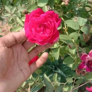 ❝✧𝗞𝗮𝗋𝗮𝙣💘❀