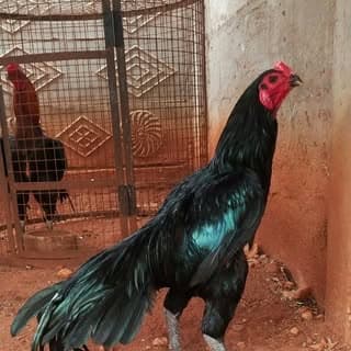 கரூர் கட்டுக்காரன்