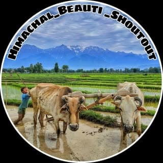 Himachal shoutout