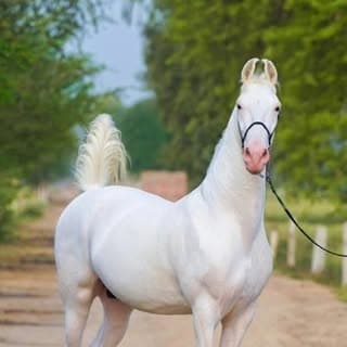Brar Stud Farm Thara (Kotkapura)