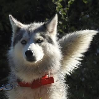 Husky 🐾❤️