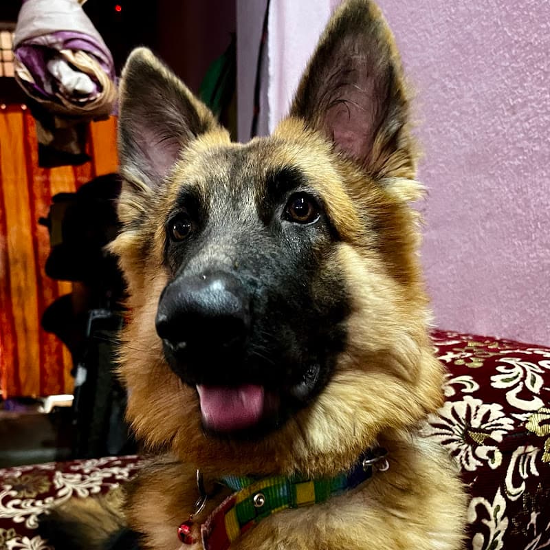 Champ The Gsd